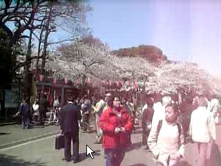 上野公園の桜(動画)